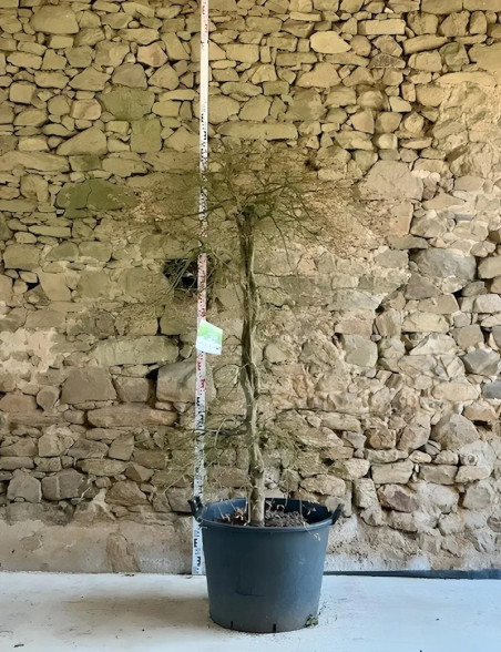 ACER palmatum DISSECTUM SEIRYU - Érable du Japon En pot hauteur 175-200 cm