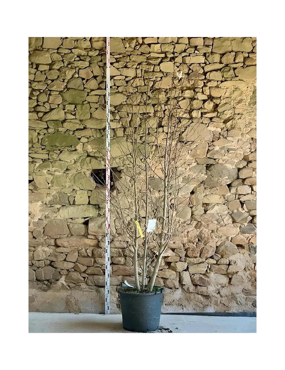 MAGNOLIA kobus - Magnolier Pot buisson hauteur 200-250 cm