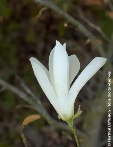 MAGNOLIA kobus - Magnolier