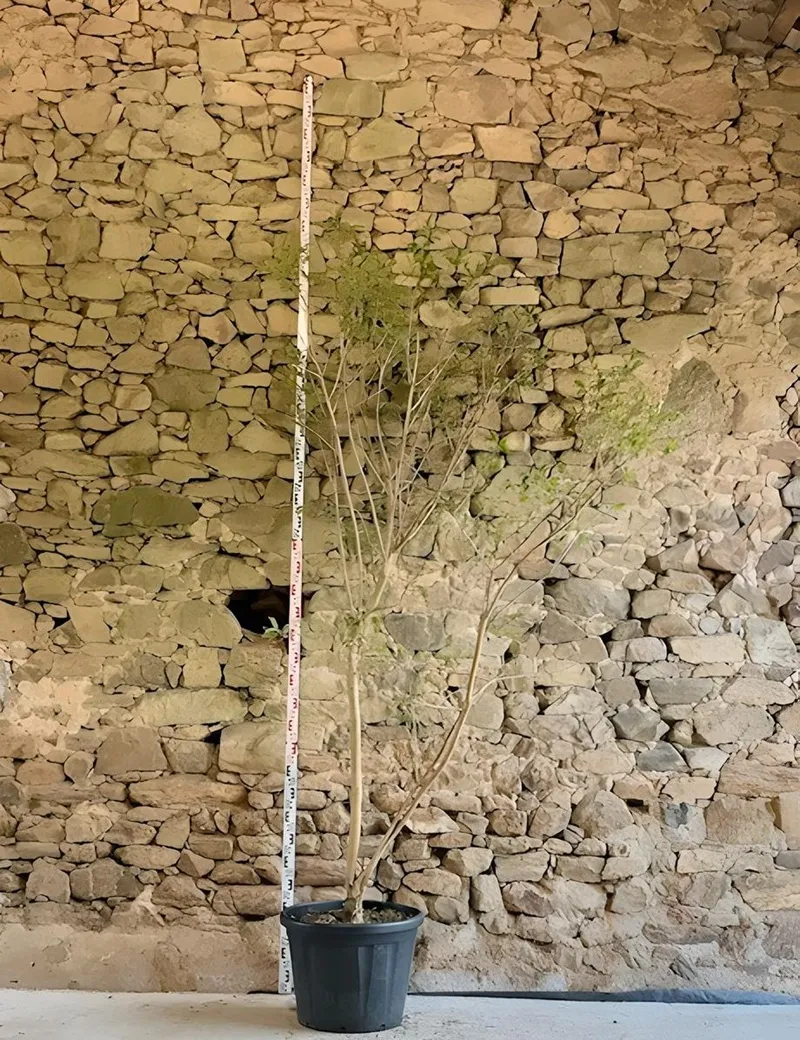 HEPTACODIUM miconioides - Arbre aux sept fleurs Pot multi-troncs hauteur 175-200 cm