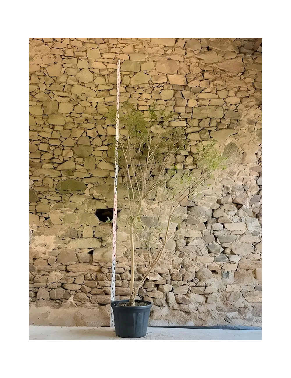 HEPTACODIUM miconioides - Arbre aux sept fleurs Pot multi-troncs hauteur 175-200 cm