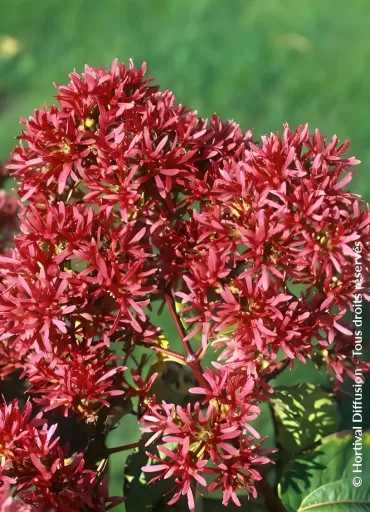 HEPTACODIUM miconioides - Arbre aux sept fleurs