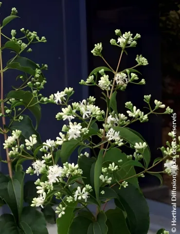 HEPTACODIUM miconioides - Arbre aux sept fleurs