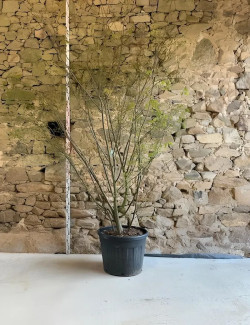 ZELKOVA serrata - Orme de Sibérie Pot multi-troncs hauteur 250-300 cm