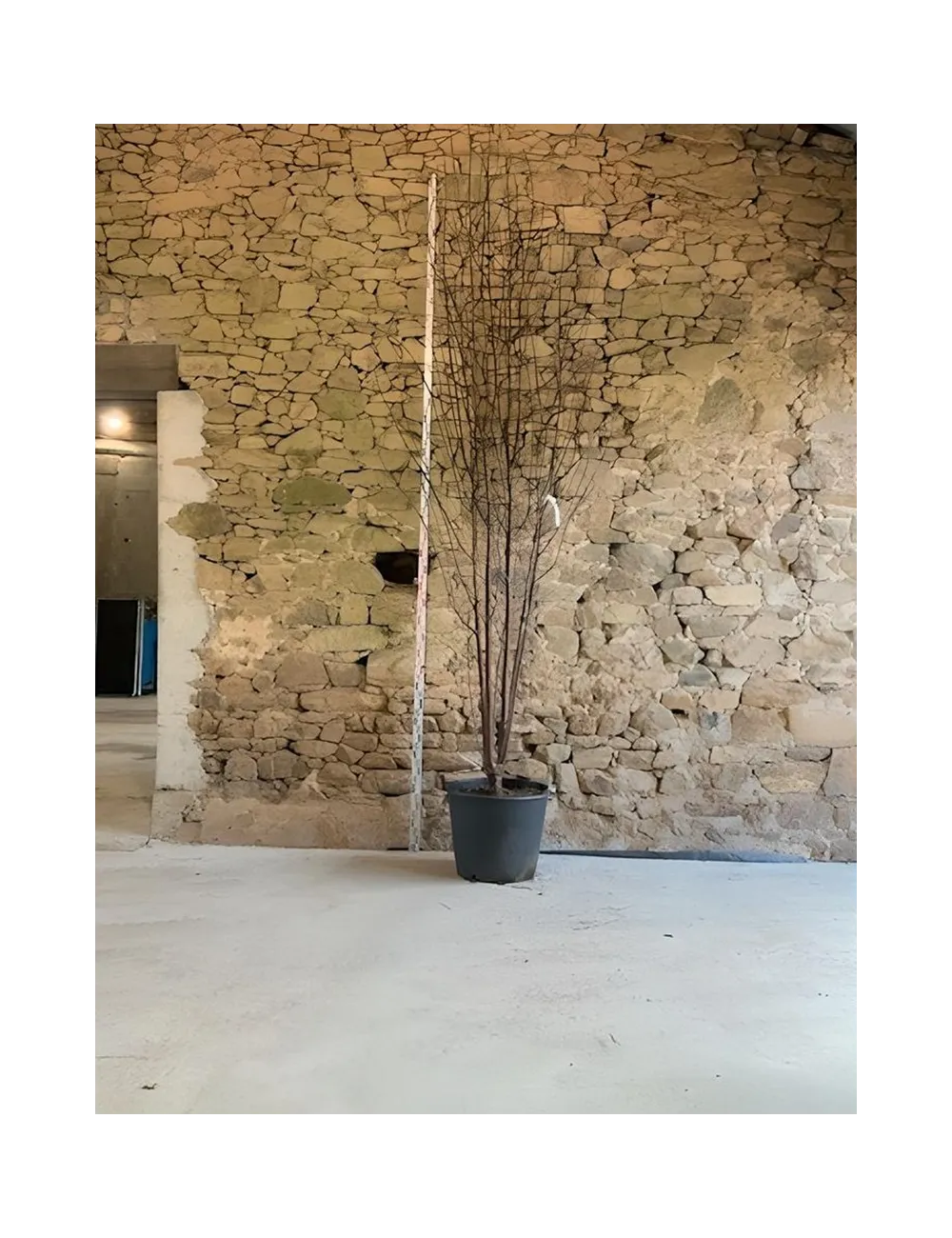 PRUNUS serrula BRANKLYN - Cerisier du Tibet Pot multi-troncs hauteur 300-350 cm