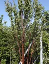 PRUNUS serrula BRANKLYN - Cerisier du Tibet