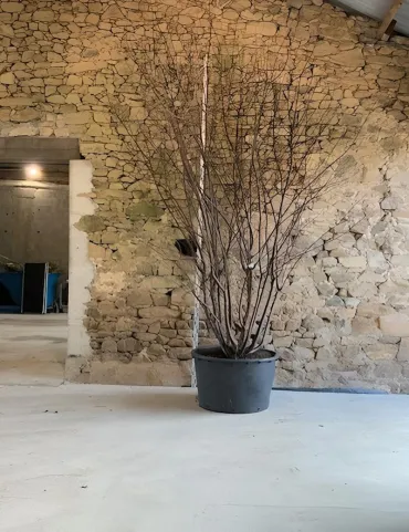 PRUNUS serrula - Cerisier du Tibet