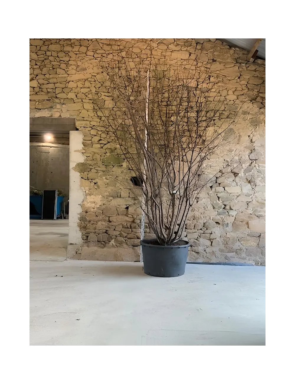 PRUNUS serrula - Cerisier du Tibet