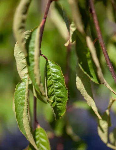 PRUNUS serrula - Cerisier du Tibet