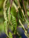 PRUNUS serrula - Cerisier du Tibet