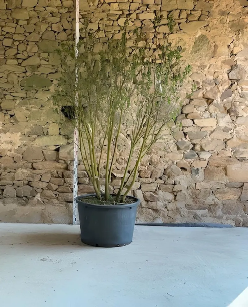 SYRINGA vulgaris CHARLES JOLY - Lilas Pot buisson hauteur 200-250 cm