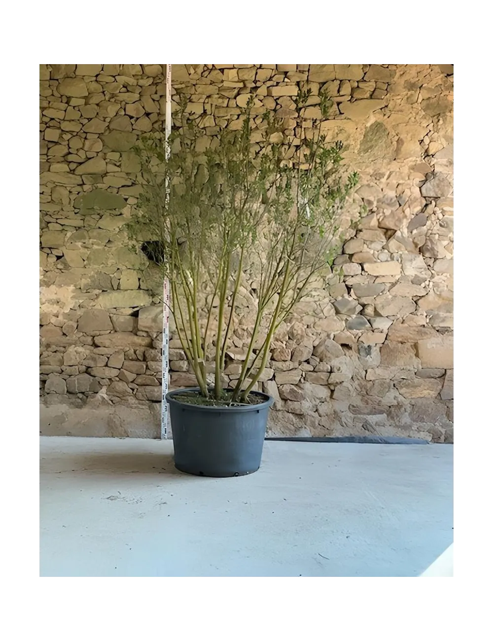 SYRINGA vulgaris CHARLES JOLY - Lilas Pot buisson hauteur 200-250 cm