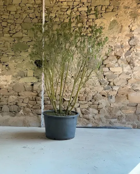 SYRINGA vulgaris CHARLES JOLY - Lilas Pot buisson hauteur 200-250 cm