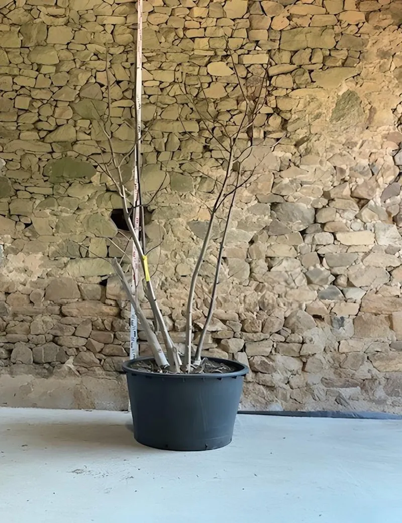 PAULOWNIA tomentosa - Paulownia, arbre impérial Pot multi-troncs hauteur 200-250 cm