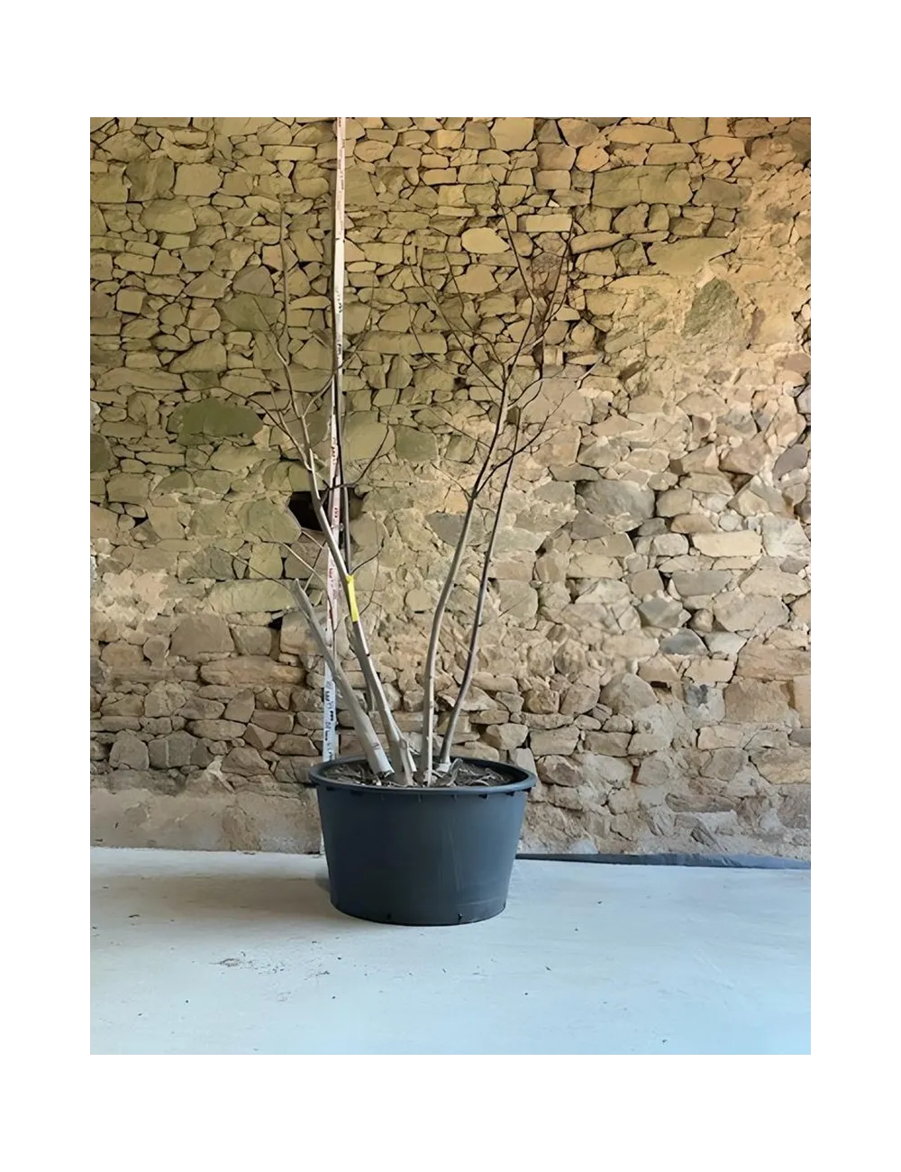 PAULOWNIA tomentosa - Paulownia, arbre impérial Pot multi-troncs hauteur 200-250 cm