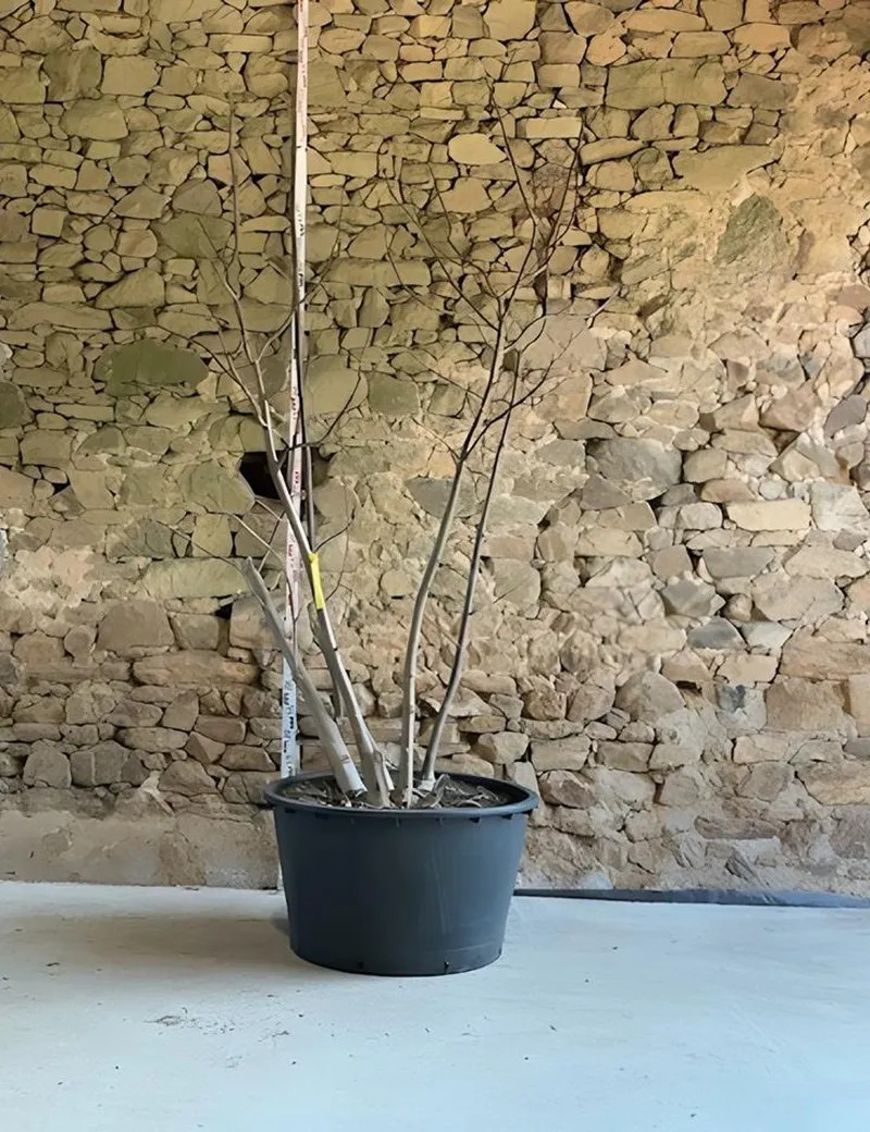 PAULOWNIA tomentosa - Paulownia, arbre impérial Pot multi-troncs hauteur 200-250 cm