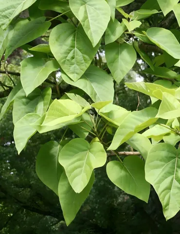 PAULOWNIA tomentosa - Paulownia, arbre impérial