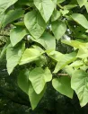 PAULOWNIA tomentosa - Paulownia, arbre impérial