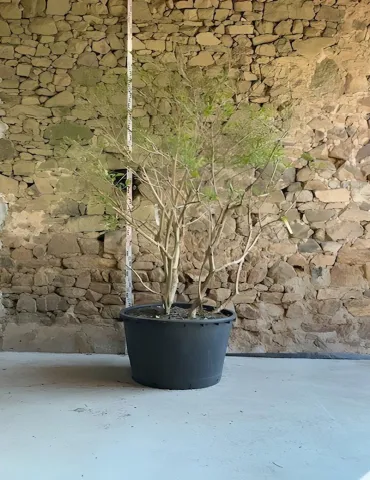 HEPTACODIUM miconioides TEMPLE OF BLOOM® - Arbre aux sept fleurs Pot multi-troncs hauteur 200-250 cm