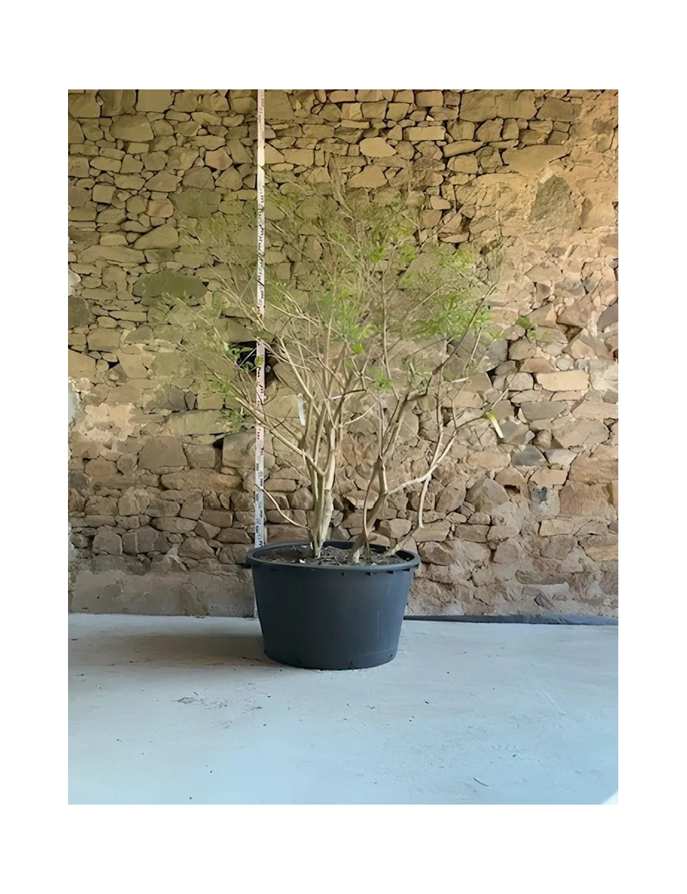 HEPTACODIUM miconioides TEMPLE OF BLOOM® - Arbre aux sept fleurs Pot multi-troncs hauteur 200-250 cm