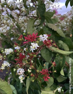 HEPTACODIUM miconioides TEMPLE OF BLOOM® - Arbre aux sept fleurs