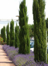CUPRESSUS sempervirens STRICTA (Cyprès d'Italie)