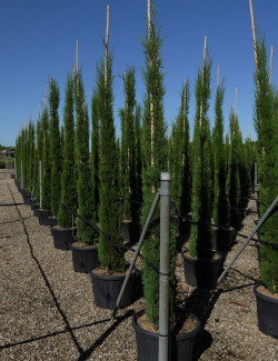 CUPRESSUS sempervirens STRICTA (Cyprès d'Italie)