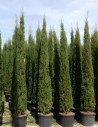CUPRESSUS sempervirens STRICTA (Cyprès d'Italie)