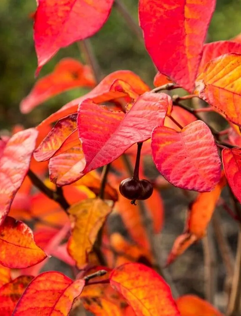 sapium-japonicum-arbre-a-suif-du-japon.jpg
