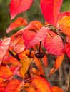 sapium-japonicum-arbre-a-suif-du-japon.jpg
