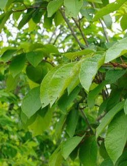 sapium-japonicum-feuillage-automne.jpg