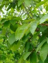 sapium-japonicum-feuillage-automne.jpg