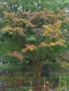 sapium-japonicum-port-buissonnant.jpg