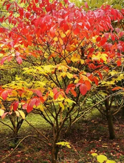 sapium-japonicum-feuillage-rouge.jpg
