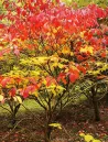 sapium-japonicum-feuillage-rouge.jpg