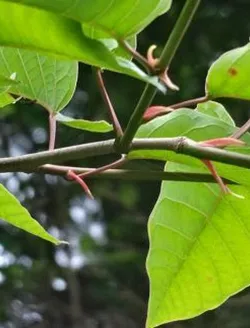 sapium-japonicum-arbuste-caduc.jpg