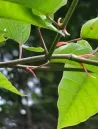 sapium-japonicum-arbuste-caduc.jpg
