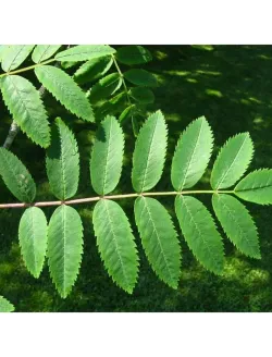 Sorbus-aucuparia-edulis-feuillage.jpg