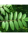 Sorbus-aucuparia-edulis-feuillage.jpg