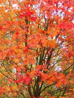 Sorbus-aucuparia-edulis-automne.jpg