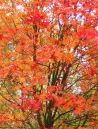 Sorbus-aucuparia-edulis-automne.jpg