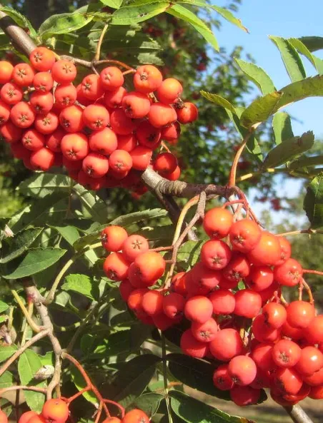 Sorbus-aucuparia-edulis-fruits.jpg