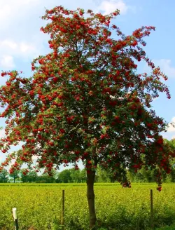 Sorbus-aucuparia-edulis-port.jpg