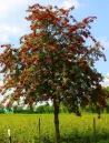 Sorbus-aucuparia-edulis-port.jpg
