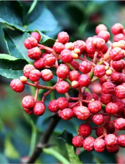 zanthoxylum-fruits.jpg