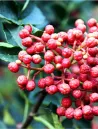 zanthoxylum-fruits.jpg