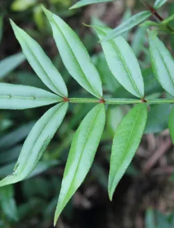 zanthoxylum-feuillage.jpg