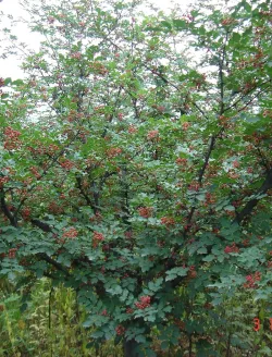zanthoxylum-port-global.jpg