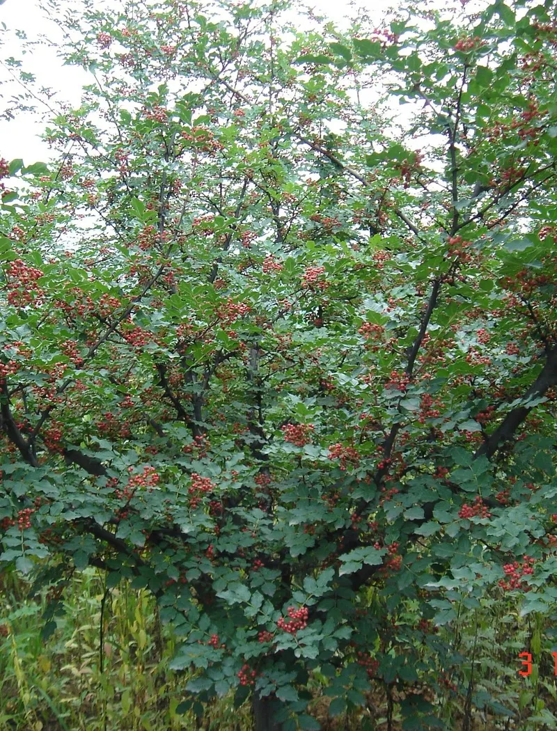 zanthoxylum-port-global.jpg