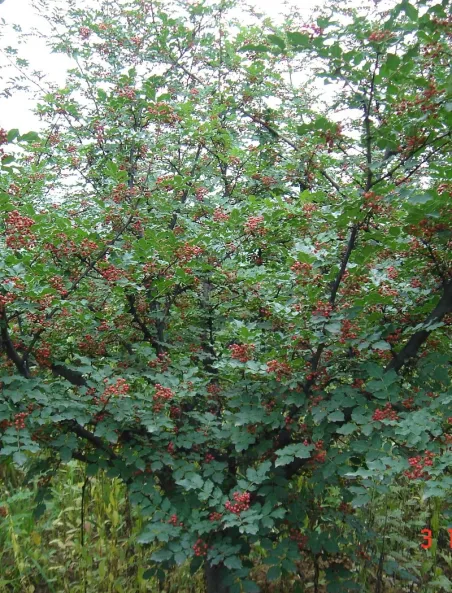zanthoxylum-port-global.jpg